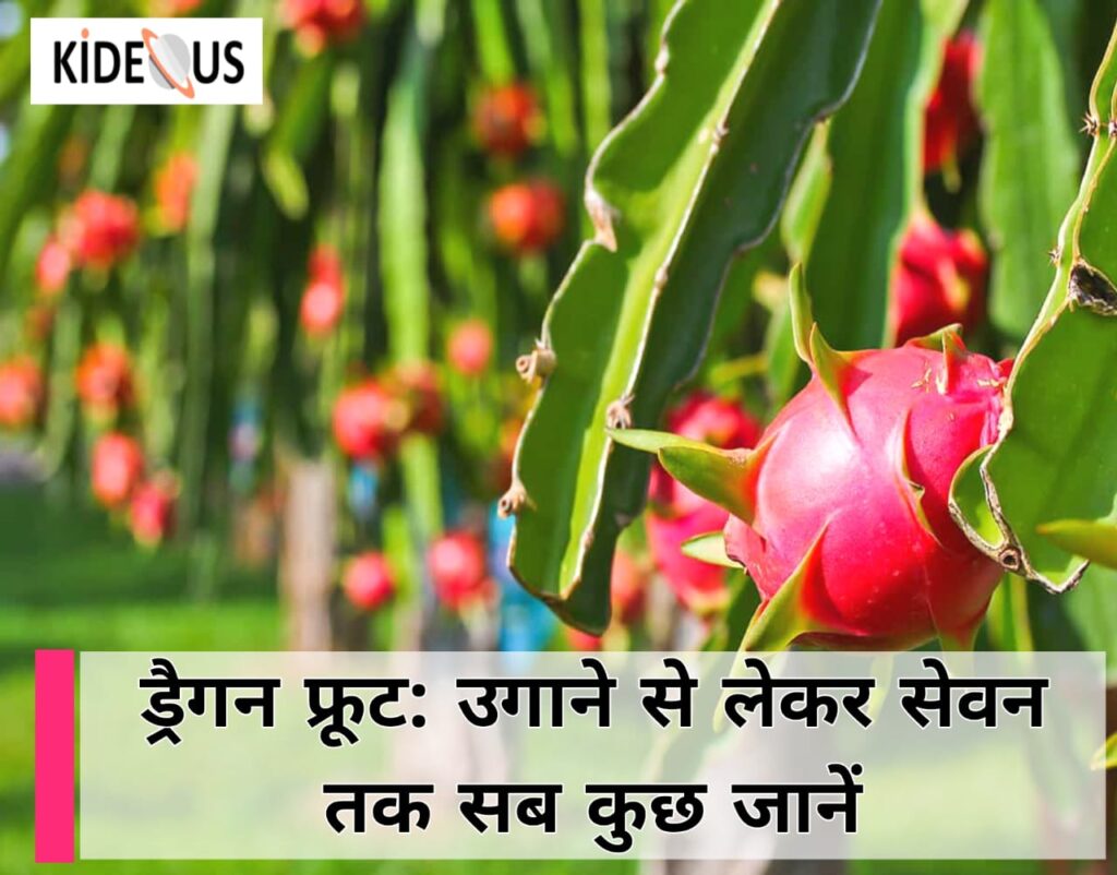 ड्रैगन फ्रूट: उगाने से लेकर सेवन तक सब कुछ जानें